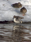 Northern Pintail