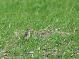 Vesper Sparrow