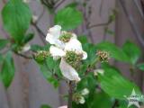 Spring Flowers 1