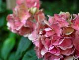 Yard Flowers 4