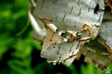 Ant/ Birchbark 1