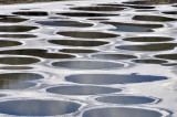 Ktlilx Spotted Lake