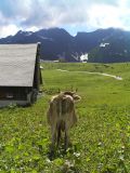 In Switzerland, even the cows enjoy the view