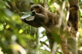 Golden Bamboo Lemur