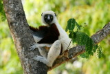 Coquerels Sifaka