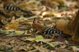 Madagascar Hoopoe