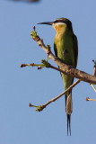 Madagascar Bee-eater