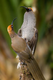 Brown Sicklebilled (F)