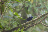 Silktail - endemic