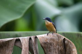 Vanikoro Broadbill (F) - endemic