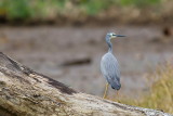 White-faced Heron