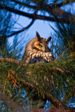 Long Eared Owl 002