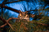 Long Eared Owl 011