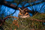 Long Eared Owl 012