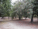 Old apple orchard. 20080914_Waves2Wine_117.jpg