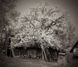 Abandoned homestead