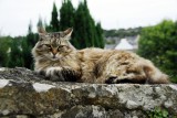 gorgeous French cat