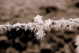 barbed wire frozen