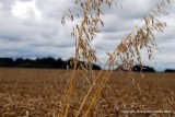 fields of gold