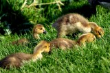 Young Canadian Geese