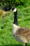 Young Canadian Geese this is Dad