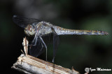 Sympetrum striolatum - Common Darter