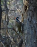 Bearded Wood-pecker