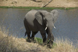 African Elephant