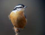 Red-breasted Nuthatch