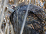 American Bittern