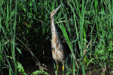 American Bittern