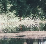 Black-bellied Whistling-Duck