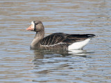 Greater White-fronted Goose