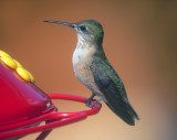 Calliope Hummingbird