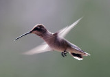 Blackchinned Hummingbird