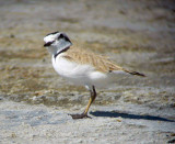 Snowy Plover