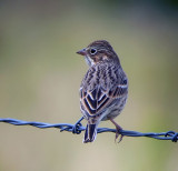 Vesper Sparrow