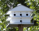 Purple Martin