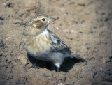 Chestnut-collared Longspur