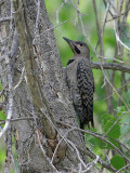 Northern Flicker