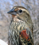 Red-winged Blackbird