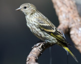 Pine Siskin