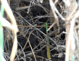 Black Rail