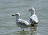 Ring-billed Gull