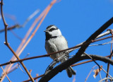 Mountain Chickadee