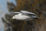 Ring-billed Gull
