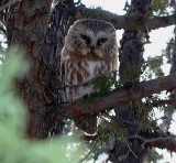 Northern Saw-wet Owl