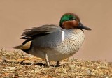 Green-winged Teal
