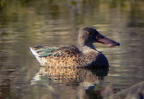 Northern Shoveler