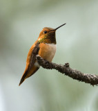 Rufous Hummingbird